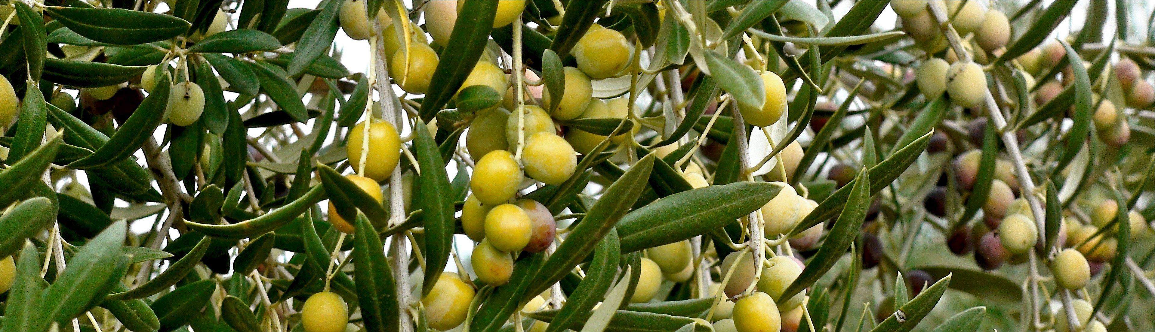 PLANTAS DE OLIVO – Olivos de Badajoz